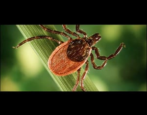 Mosquito.Buzz Tick Control