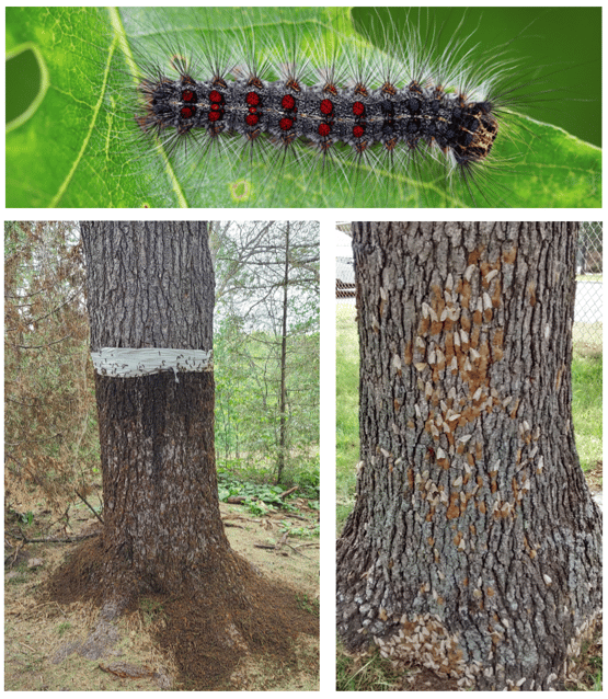 Gypsy Moth Prevention