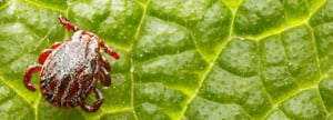 Tick-Hero-Image-resized