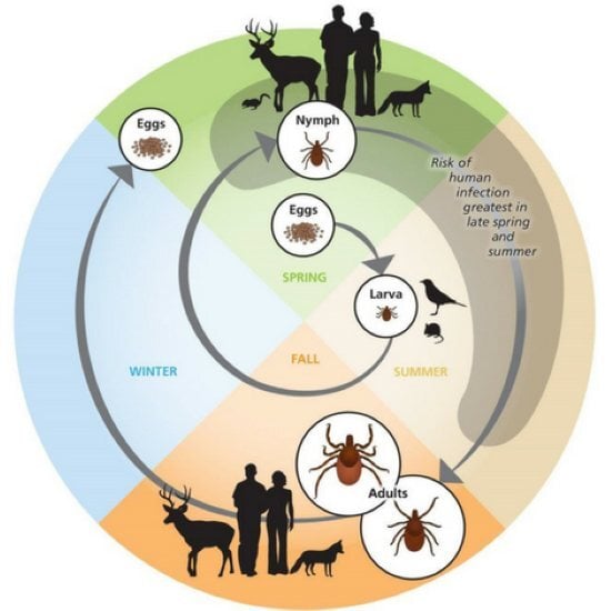 the-life-cycle-of-tick the-life-cycle-of-tick