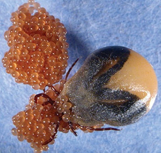 ticks1-resized ticks1-resized