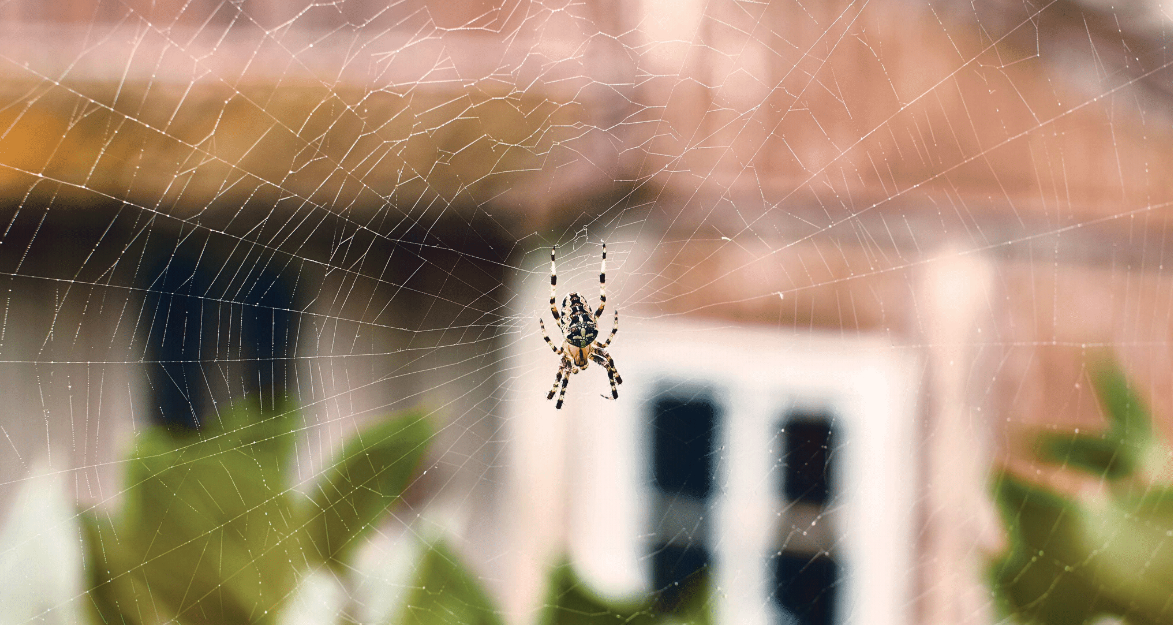 spider control-1