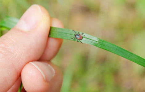 Keep grass mowed to reduce tick populations