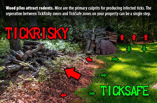 ticks5b
